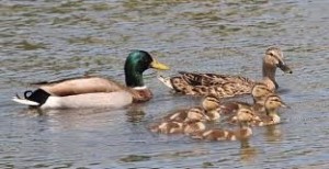 Mallard Ducks